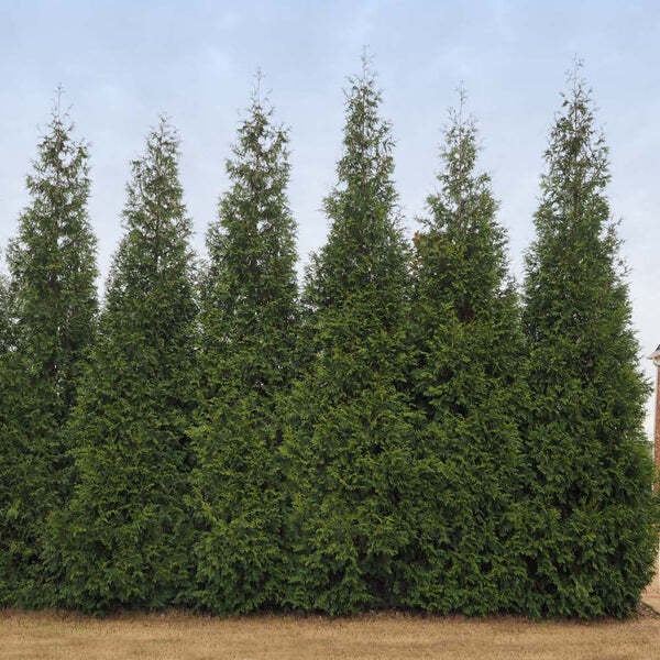 Thuja pli. 'Junior Giant' 3 gal | Atlantic Gardening